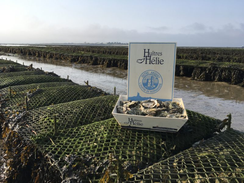 Huîtres Hélie à Saint Vaast La Hougue, Ostréiculteur en Normandie